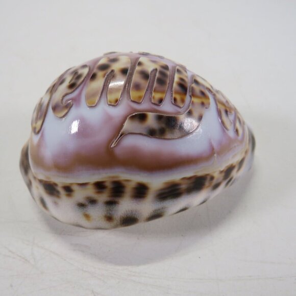 REAL Sea Shell Hand-Carved “Jennifer” Cowrie Shell Hawaiian - Picture 3 of 10